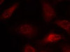 Immunofluorescence staining of methanol-fixed MCF cells using APP (Ab-668) .
