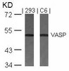 Western blot analysis of lysed extracts from 293 and C6 cells using VASP (Ab-157) .