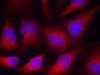 Immunofluorescence staining of methanol-fixed HeLa cells using VASP (Ab-157) .