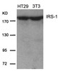 Western blot analysis of lysed extracts from HT29 and 3T3 cells using IRS-1 (Ab-639) .