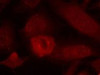 Immunofluorescence staining of methanol-fixed HeLa cells using IRS-1 (Ab-639) .