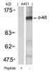 Western blot analysis of lysed extracts from A431 cells using c-Kit (Ab-721) .