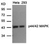 Western blot analysis of lysed extracts from HeLa and 293 cells using p44/42 MAP Kinase (Ab-202) .