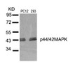Western blot analysis of lysed extracts from PC12 and 293 cells using p44/42 MAP Kinase (Ab-204) .