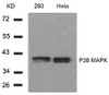 Western blot analysis of lysed extracts from 293 and HeLa cells using P38 MAPK (Ab-182) .