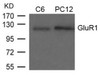 Western blot analysis of lysed extracts from C6 and PC12 cells using GluR1 (Ab-849) .