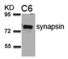 Western blot analysis of lysed extracts from C6 cells using synapsin (Ab-9) .