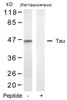Western blot analysis of lysed extracts from rat hippocampus tissue using Tau (Ab-422) .