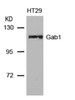 Western blot analysis of lysed extracts from HT29 cells using Gab1 (Ab-627) .
