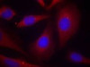 Immunofluorescence staining of methanol-fixed HeLa cells using NF&#954;B-p105/p50 (Ab-927) .