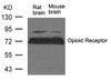 Western blot analysis of lysed extracts from Rat brain and Mouse brain tissue using Opioid Receptor (Ab-375) .