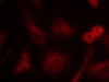 Immunofluorescence staining of methanol-fixed HeLa cells using Shc1 (Ab-349) .