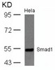 Western blot analysis of lysed extracts from HeLa cells using Smad1 (Ab-465) .