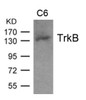Western blot analysis of extract from C6 cell and using TrkB (Ab-705) .