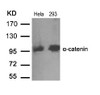 Western blot analysis of lysed extracts from HeLa and 293 cells using &#945;-catenin (Ab-641) .