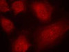 Immunofluorescence staining of methanol-fixed HeLa cells using CARM1 (Ab-228) antibody (#21331, Red) .