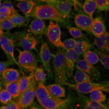 Immunofluorescence staining of methanol-fixed HeLa cells using Niban-like protein (Ab-712) .