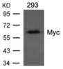 Western blot analysis of lysed extracts from 293 cells transfected with recombinant human Myc using Myc mouse monoclonal antibody.