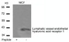 Western blot analysis of lysed extracts from MCF cells using Lymphatic vessel endothelial hyaluronic acid receptor 1 Antibody.