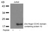 Western blot analysis of lysed extracts from Jurkat cells using Zinc finger CCHC domain-containing protein 10 Antibody.