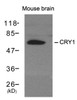 Western blot analysis of lysed extracts from mouse brain tissue using CRY1 Antibody.