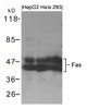 Western blot analysis of lysed extracts from HepG2, HeLa and 293 cells using Fas Antibody.