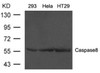 Western blot analysis of lysed extracts from 293, HeLa, HepG2 and HT-29 cells using Caspase 8 Antibody.