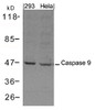 Western blot analysis of lysed extracts from 293 and HeLa cells using Caspase 9 Antibody.