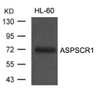 Western blot analysis of lysed extracts from HL60 cells using ASPSCR1 Antibody.