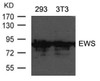Western blot analysis of lysed extracts from 293 and 3T3 cells using EWS Antibody.