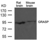 Western blot analysis of lysed extracts from rat brain and mouse brain tissue using GRASP Antibody.