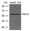 Western blot analysis of lysed extracts from HepG2 and 293 cells using PKM1/2 Antibody.
