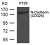 Western blot analysis of extract from HT29 cells using N-Cadherin (CD325) .