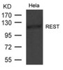 Western blot analysis of extract from HeLa cells using REST Antibody.