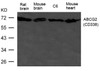Western blot analysis of extract from HL-60 cells using ABCG2 (CD338) Antibody.