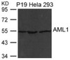 Western blot analysis of extract from P19, HeLa and 293 cells using AML1 (RUNX1) .