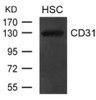 Western blot analysis of extract from hematopoietic stem cells using CD31 (PECAM1) .