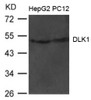 Western blot analysis of extract from HepG2 and PC12 cells using DLK1 Antibody.