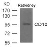 Western blot analysis of extract from Rat kidney tissue using CD10 Antibody.