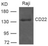 Western blot analysis of extract from Raji cells using CD22 Antibody.