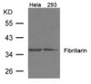 Western blot analysis of extract from 293, HeLa cells using Fibrillarin Antibody.