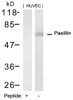 Western blot analysis of lysed extracts from HUVEC cells using Paxillin (Ab-88) .