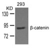 Western blot analysis of lysed extracts from 293 cells and using &#946;-catenin Antibody.