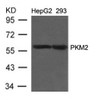 Western blot analysis of lysed extracts from HepG2 and 293 cells using PKM1/2 Antibody.