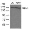 Western blot analysis of extract from JK, HL-60 cells using EEA1 Antibody.
