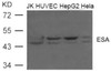 Western blot analysis of extract from JK, HUVEC, HepG2 and HeLa cells using ESA (FLOT2) .