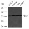 Western blot analysis of extract from SW626, HepG2, HeLa and MCF-7 cells using Foxj1 (HFH4) .