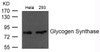 Western blot analysis of extract from HeLa and 293 cells using Glycogen Synthase Antibody.