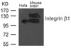 Western blot analysis of extract from Mouse brain tissue and HeLa cells using Integrin &#946;1 (CD29) .