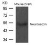 Western blot analysis of extract from Mouse brain tissue using Neuroserpin Antibody.